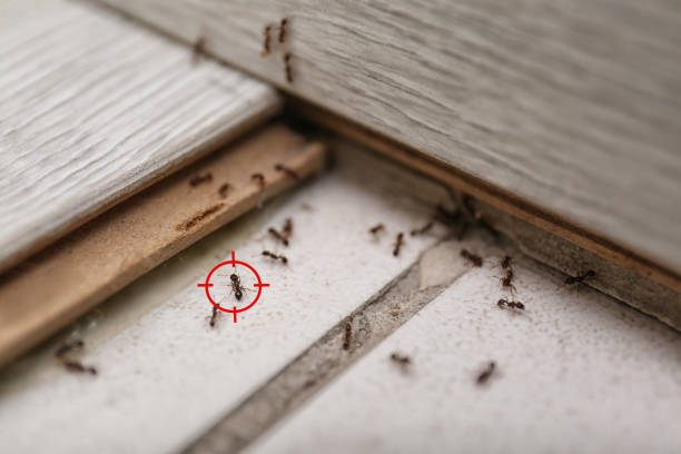 Reliable Paulding, OH Pest Control Solutions