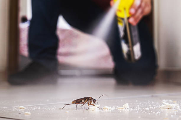 Best Cockroach Control Services  in Paulding, OH