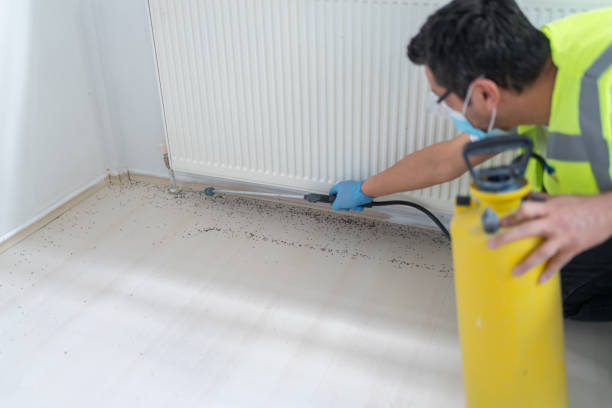 Flea Control Services in Paulding, OH